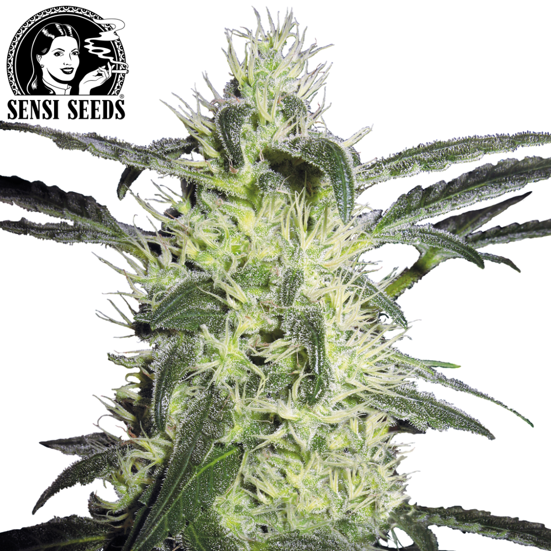 Hoodie, Sensi Seeds®, Original, Grau